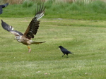 FZ015703 Red kites (Milvus milvus).jpg